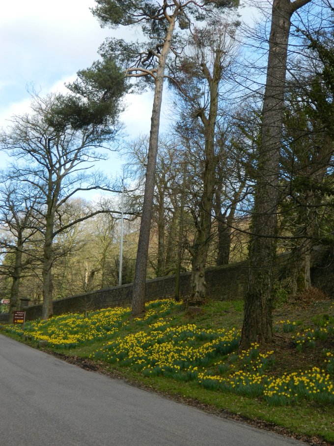 Spring flowers and a stone wall 